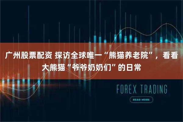 广州股票配资 探访全球唯一“熊猫养老院”，看看大熊猫“爷爷奶奶们”的日常